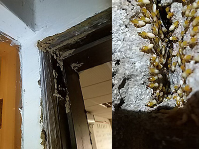 珠海白蟻防治 珠海白蟻防治