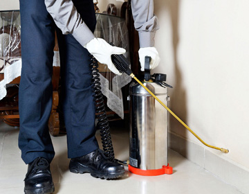 珠海白蟻 珠海白蟻