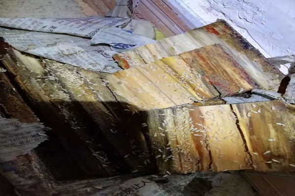 珠海中山別墅防治白蟻廠家-咨詢這家 珠海中山別墅防治白蟻廠家-咨詢這家