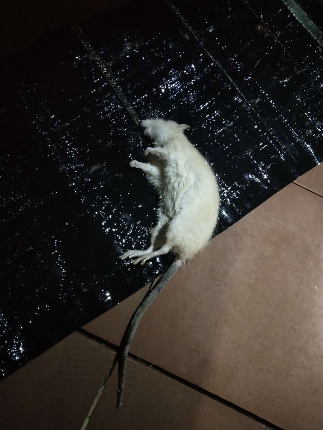 珠海中山附近殺蟲滅鼠公司報(bào)價(jià) 珠海中山附近殺蟲滅鼠公司報(bào)價(jià)