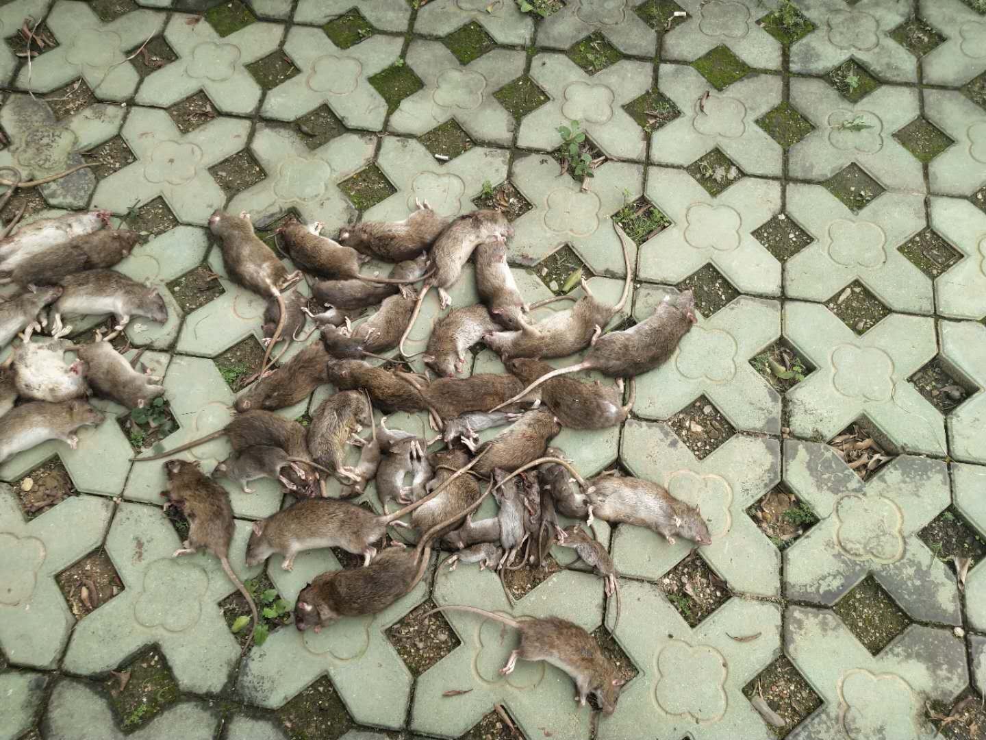 珠海中山附近殺蟲滅鼠公司報(bào)價(jià) 珠海中山附近殺蟲滅鼠公司報(bào)價(jià)