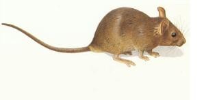 珠海中山附近殺蟲滅鼠公司報(bào)價(jià) 珠海中山附近殺蟲滅鼠公司報(bào)價(jià)