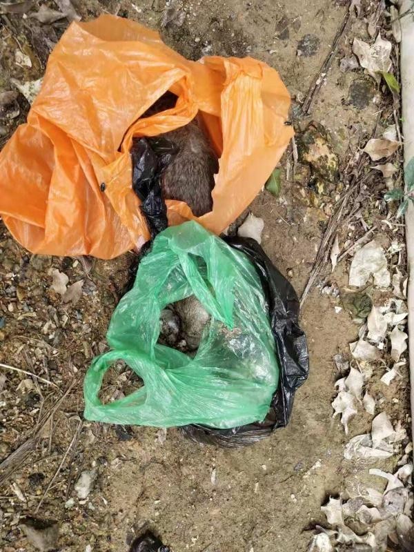 珠海中山附近殺蟲滅鼠公司報(bào)價(jià) 珠海中山附近殺蟲滅鼠公司報(bào)價(jià)