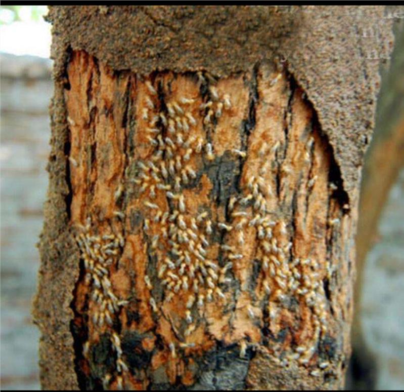 珠海家庭除蟲(chóng)滅鼠機(jī)構(gòu) 珠海家庭除蟲(chóng)滅鼠機(jī)構(gòu)