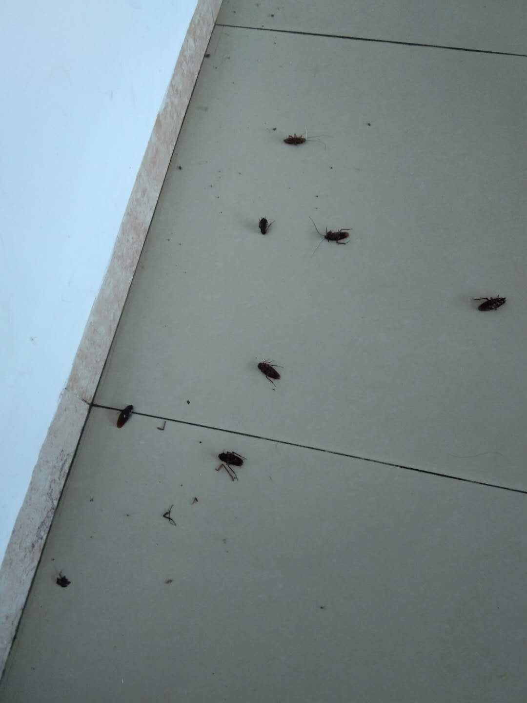 珠海廠區(qū)白蟻預防可靠選擇滅白蟻公司【白蟻治理】 珠海廠區(qū)白蟻預防可靠選擇滅白蟻公司【白蟻治理】