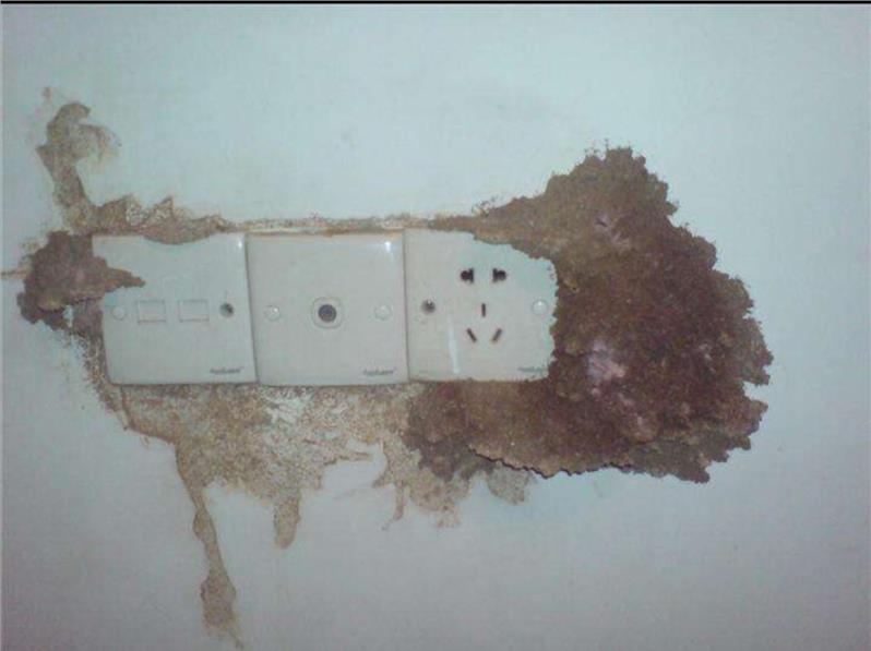 珠海社區(qū)除蟲滅鼠滅白蟻公司電話 珠海社區(qū)除蟲滅鼠滅白蟻公司電話