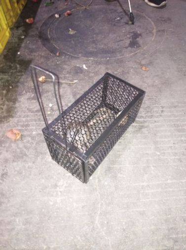 珠海某大型連鎖超市消殺工作全面展開,近期施工案例及現(xiàn)場捕獲的老鼠 珠海某大型連鎖超市消殺工作全面展開,近期施工案例及現(xiàn)場捕獲的老鼠