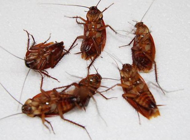 珠海滅蟑螂 珠海滅蟑螂