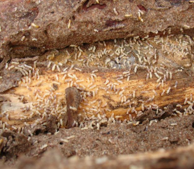 香洲滅殺白蟻 香洲滅殺白蟻