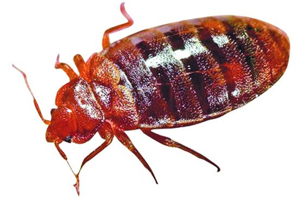 珠海香洲殺蟲滅鼠哪個(gè)好 珠海香洲殺蟲滅鼠哪個(gè)好