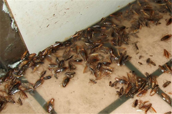 珠海香洲殺蟲滅鼠哪個(gè)好 珠海香洲殺蟲滅鼠哪個(gè)好