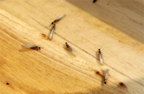 20160123095337239.jpg 20160123095337239.jpg