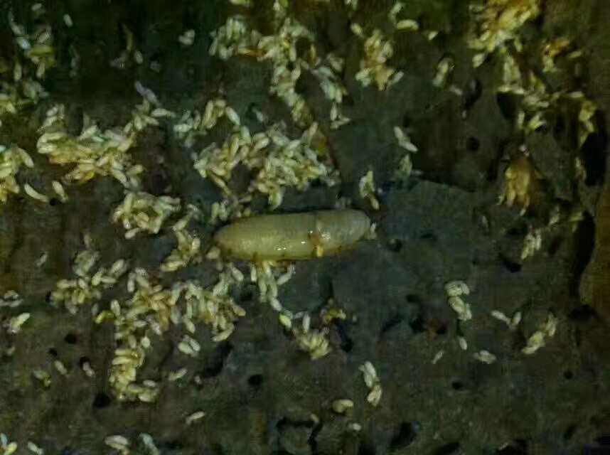 1584632331648833.jpg 微信圖片_白蟻王.jpg