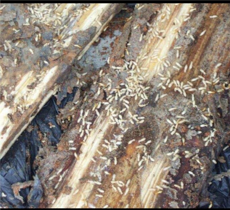 1597113231926603.jpg 1597113231926603.jpg